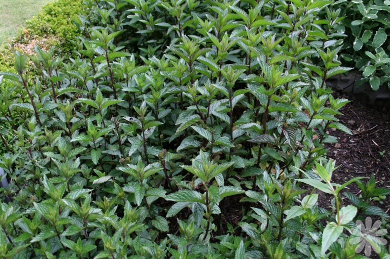 معرفی گیاهان - نعناع فلفلی